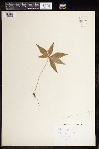 Lysimachia borealis image