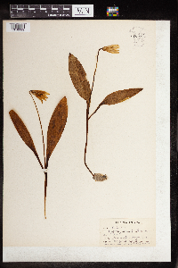 Erythronium albidum image