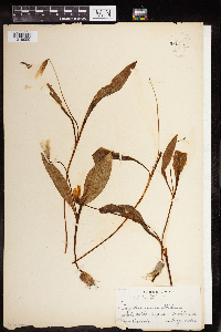 Erythronium albidum image