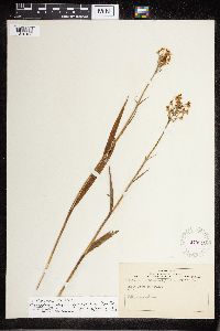 Media resource of Platanthera blephariglottis
