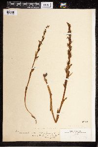 Media resource of Platanthera brevifolia