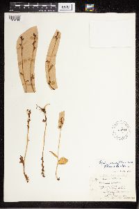 Media resource of Platanthera chorisiana