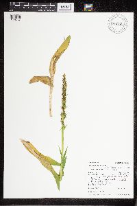 Media resource of Platanthera dilatata