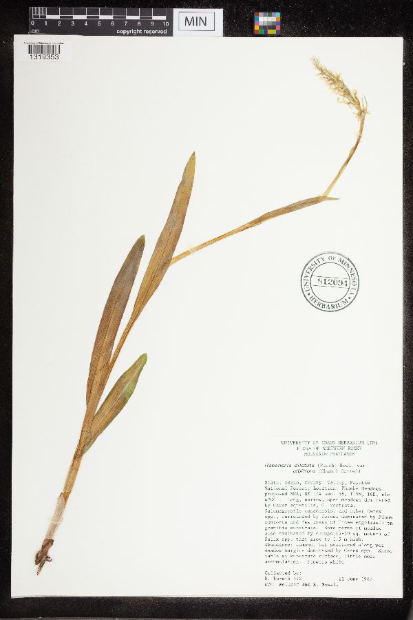 Platanthera image