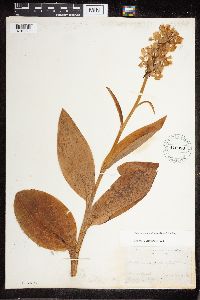 Media resource of Platanthera grandiflora