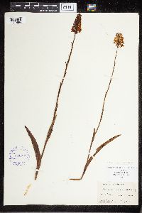 Media resource of Platanthera integra