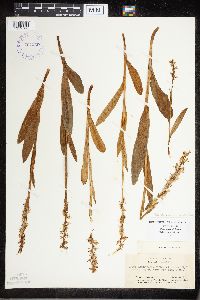 Media resource of Platanthera limosa