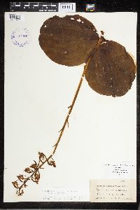 Media resource of Platanthera macrophylla