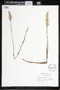 Media resource of Platanthera nivea