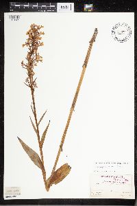 Media resource of Platanthera peramoena