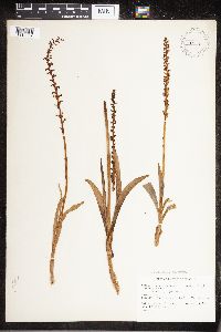 Media resource of Platanthera sparsiflora