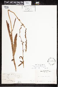 Media resource of Platanthera tescamnis