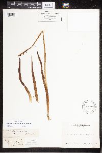 Media resource of Platanthera yosemitensis