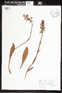 Media resource of Platanthera bifolia
