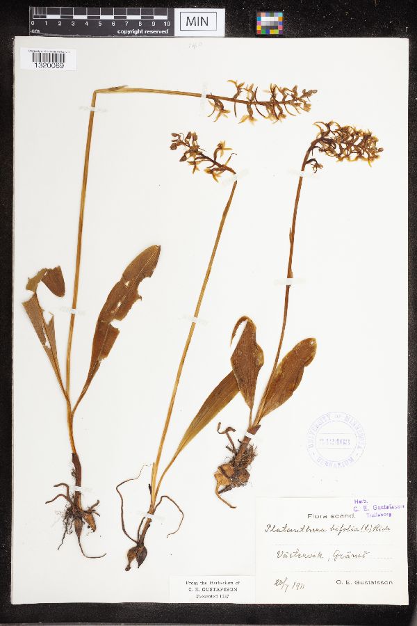 Platanthera bifolia image