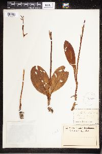 Media resource of Platanthera chlorantha