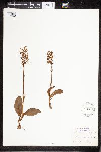 Media resource of Platanthera solstitialis