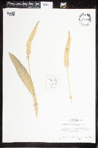 Image of Platyclinis filiformis