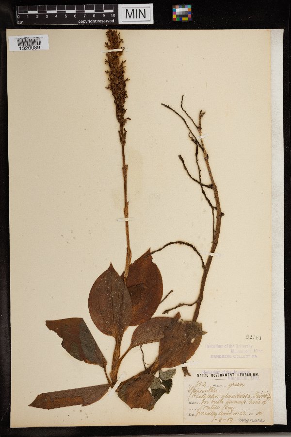 Platylepis glandulosa image