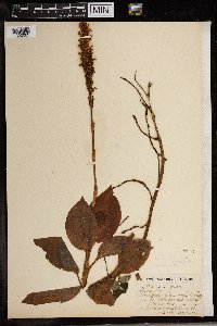 Media resource of Platylepis glandulosa