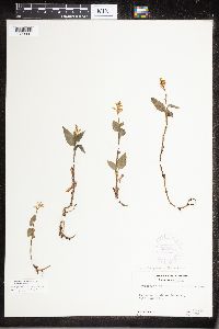 Media resource of Platythelys querceticola