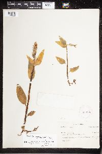 Media resource of Platythelys vaginata