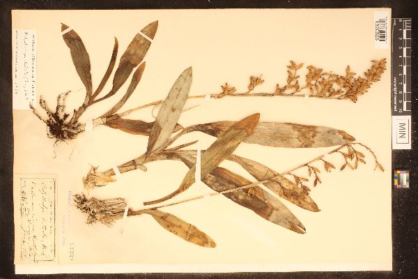 Polystachya concreta image