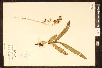 Polystachya concreta image