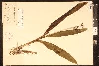 Polystachya concreta image