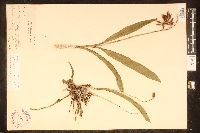 Polystachya concreta image