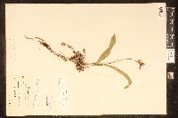 Polystachya concreta image