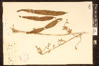 Polystachya concreta image