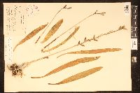 Polystachya concreta image