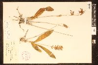 Polystachya concreta image