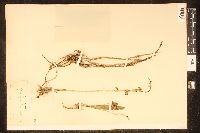 Polystachya concreta image