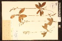 Media resource of Ponthieva racemosa