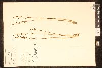 Media resource of Prescottia tubulosa