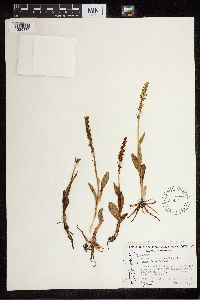 Media resource of Pseudorchis albida