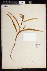 Media resource of Pterostylis banksii