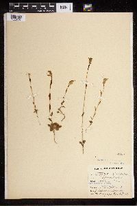 Media resource of Pterostylis reflexa