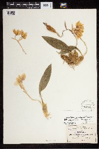 Media resource of Rhynchostele cervantesii