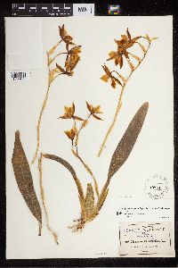Media resource of Rhynchostele maculata