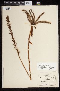Media resource of Sarcoglottis schaffneri