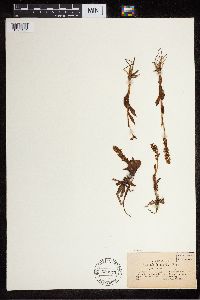 Media resource of Satyrium albidum