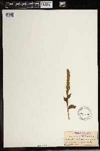 Media resource of Satyrium bicallosum