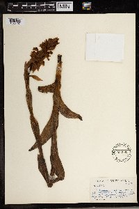 Media resource of Satyrium ocellatum