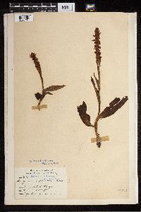 Media resource of Satyrium nepalense