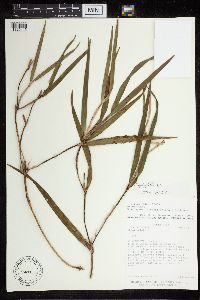 Media resource of Scaphyglottis sessiliflora