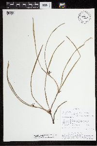 Media resource of Scaphyglottis behrii