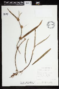 Media resource of Scaphyglottis minutiflora